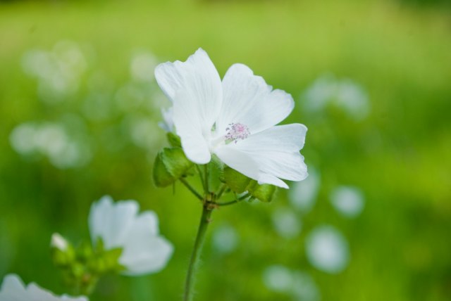 Pomaže kod čireva, gastritisa, čišćenja organizma – biljka koja je pravi dar prirode